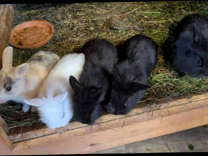 Bild 7:Liebe kleine Löwenkopf-Zwergkaninchen