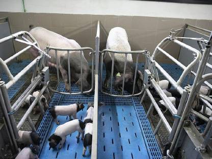 Bild 2:Schwäbisch Hall x Duroc Ferkel, Iberico-Schw.-Hall x Duroc