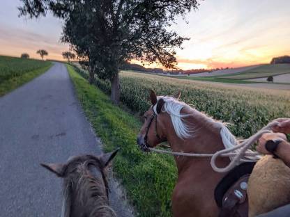 Bild 3:Ausritte mit so tollen Norikern