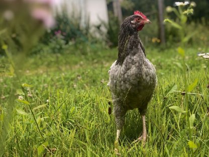 Schöner, zutraulicher Junghahn zu verschenken