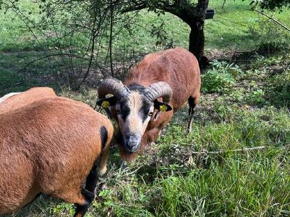 Bild 4:Kamerunschaf Böcke