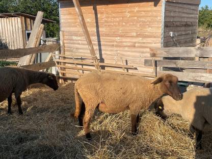 Bild 3:Reinrassige Bio-Zuchtauen