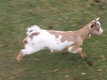 Bild 8:Minizwergziegenpärchen