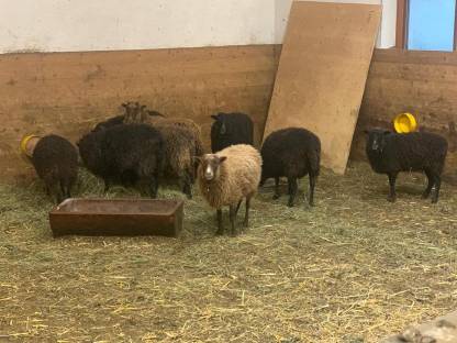 Bild 3:Quessant Zwergschafe