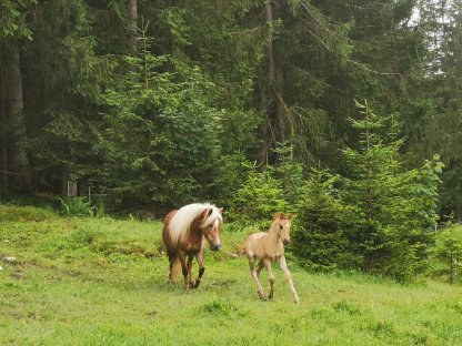 Bild 6:Lilly – Haflinger-Pony-Mix-Stute mit Reitpädagogikerfahrung