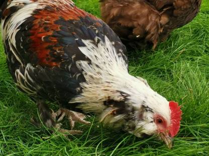 Bild 2:Zwerglachs Hahn zu verschenken