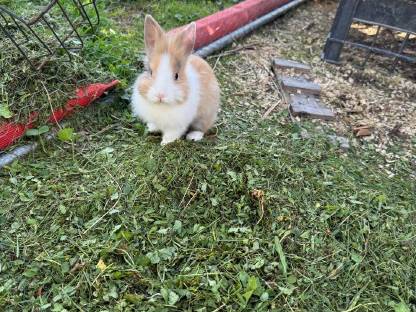 Bild 2:Löwenkopf Zwergkaninchen Baby