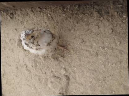 Bild 9:Legewachtel Speiseeier, Bruteier, Wachteln