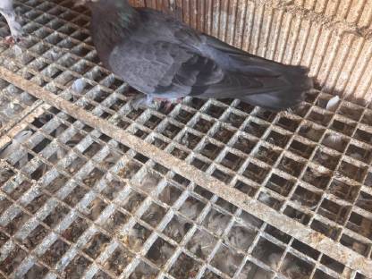 Bild 4:Mazedonische Dunek