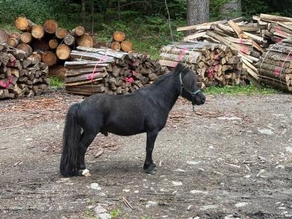 Bild 2:Pony Hengst