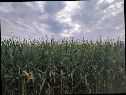 Bild 4:Bio-Maisballen inkl. Zustellung