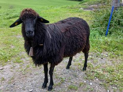 Verkaufe Tiroler Steinschaf