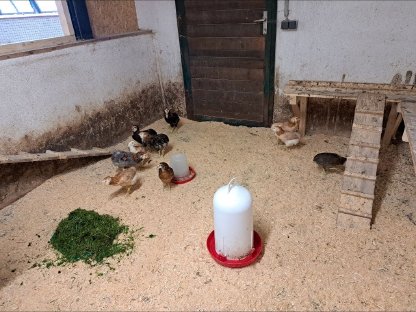 Bild 5:Reinrassige Araucaner