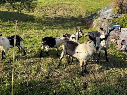 Bild 4:Pfauenziegen Jung-Böcke