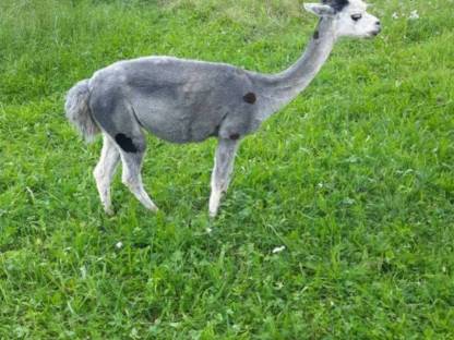 Bild 4:Alpaka-Stute mit Fohlen