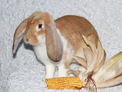 Bild 3:Deutsche Widder