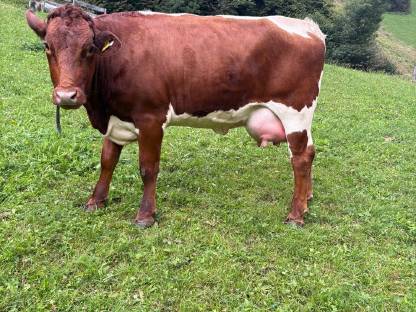 Bild 2:Pinzgauer Jungkuh