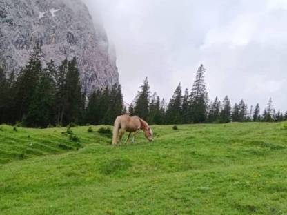 Bild 4:Haflinger Stute