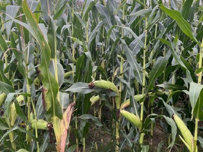 Bild 5:Silomais – Ballen / Lose - Ernte 2025