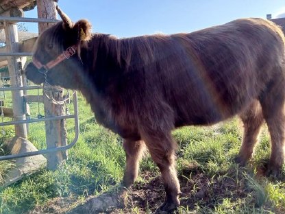 Bild 6:Verkaufe Bio-Hochlandrinder Kalbin