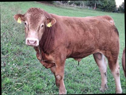 Limousin Stier