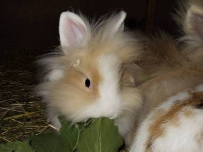 Bild 3:Angora zwerg hasen