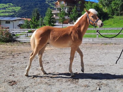 Haflinger Hengstfohlen