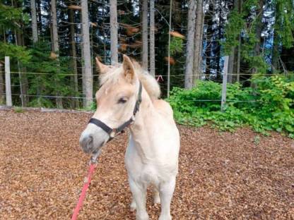 Haflinger Hengstfohlen