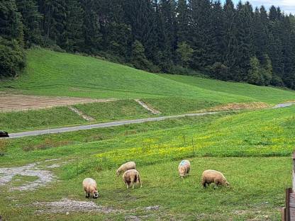 Bild 9:Kerry Hill Sheep Böcke