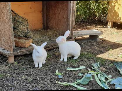 Bild 5:Zwergkaninchen Mädels