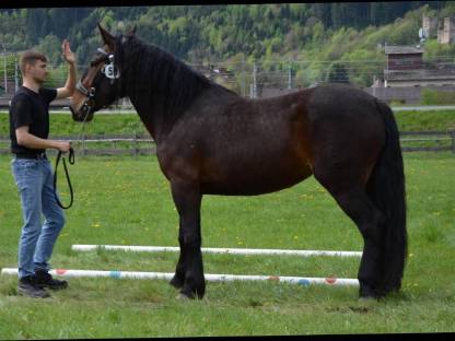 Bild 4:2 Braune Norikerstuten