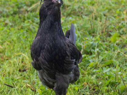 Bild 4:1 Pärchen Paduaner