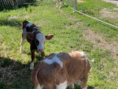 Bild 8:Bio-Stierkälber