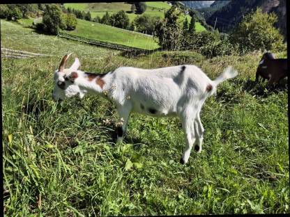 Bild 7:Tauernschecken Ziegenkitz