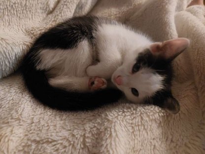 Bild 9:Verschmuste Katzenbabys suchen ihr Zuhause