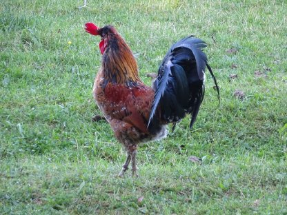 ISLÄNDISCHES LANDNAHMEHUHN
