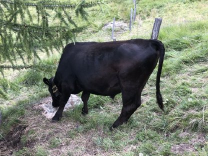 Wagyu Ochse