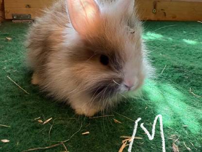 Bild 3:Löwenkopf Hasen