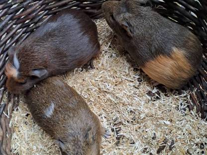 Bild 3:Junge Meerschweinchen