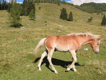 Bild 5:Haflinger Hengstfohlen Attila