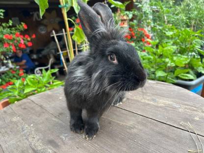 Bild 3:Deutsche Riesenschecken, Mischlingshasen