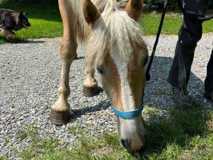 Haflinger-Wallach
