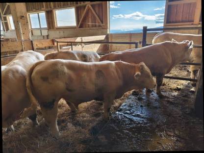 Bild 3:Charolais-Stiere