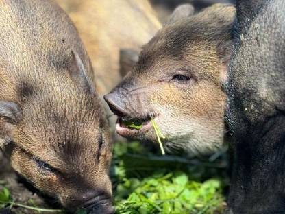 Bild 5:Minischweine
