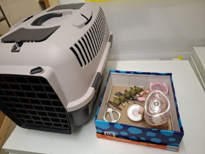 Bild 2:Zwergkaninchen, Zwergteddys