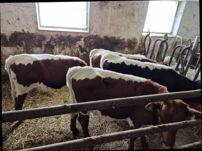 Bild 4:Pinzgauer Kalbinnen