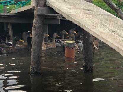 Bild 5:Enten, Laufenten