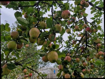 Bild 8:Bio Streuobstäpfel
