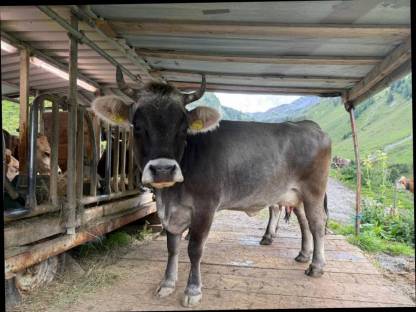 Tiroler Grauvieh Kuh