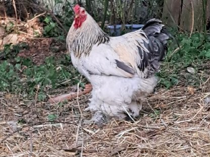 Bild 5:Bruteier Ayam Cemani, Brahma